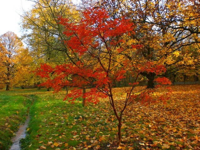 Acer griseum automne